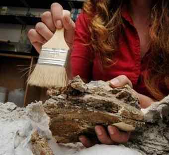 Susan Bowman, Bureau of Land Management intern, brushing debris from plesiosaur fossil material at a CSUS laboratory in Turlock.