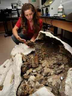 Susan Bowman, Bureau of Land Management intern, sifting through what used to be a plesiosaur fossil at a CSUS laboratory in Turlock.