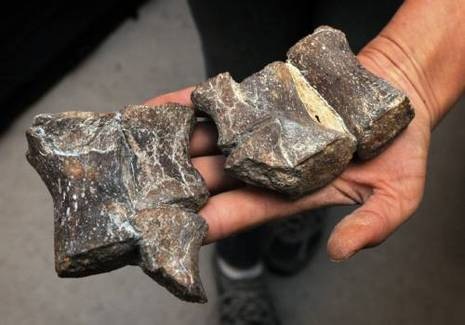 [LIVE_p0811_11a10lizard4.standalone.prod_affiliate.11[5].jpg]