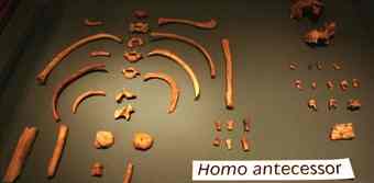 Homo antecessor was the last common ancestor between the African lineage that gave rise to our species and Neanderthals. 
