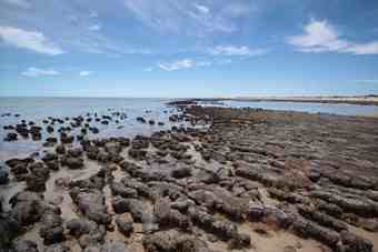 The presence of cyanobacteria in ancient structures such as stromatolites indicate when life began.