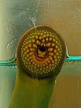Jawless lamprey fish (Photo by Jeff Mitton)