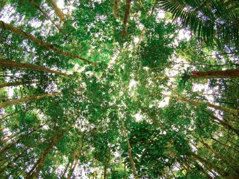 [amazon-rainforest-canopy[5].jpg]