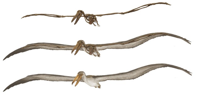 [prehistoric-bird-zoom[5].jpg]
