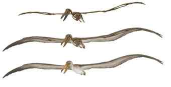 This graphic features a skeletal reconstruction as well as a life-like depiction of this prehistoric bird in flight.