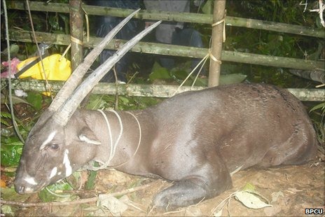 [_49123717_saola1[5].jpg]