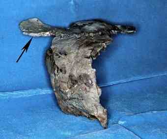 Mystery skull on its side, viewed from the back, with arrows pointing to warped bone. 