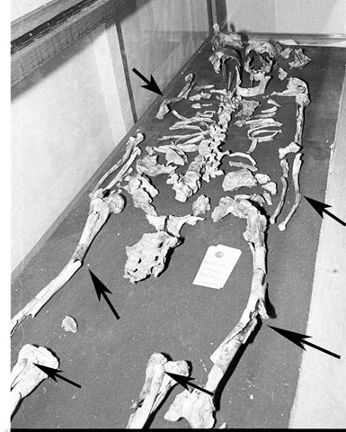 [skeleton-15-100913-02[5].jpg]
