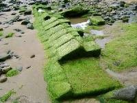 [TH1_169201042NG Howick Burn 1[5].jpg]