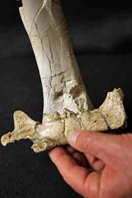 Part of the horse fossil showing bite marks from a sabre-toothed cat. © Southern California Edison