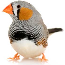 [fossil-virus-bird-genome_1[4].jpg]