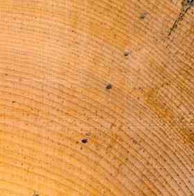 Close-up of tree rings from a bristlecone pine (Pinus longaeva) with decade rings marked by pencil marks (photo © H.D. Grissino-Mayer). Despite these rings being rather complacent, the species has provided a wealth of information on past climate.