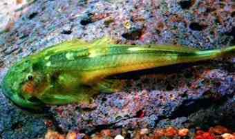 Oreoglanis fish