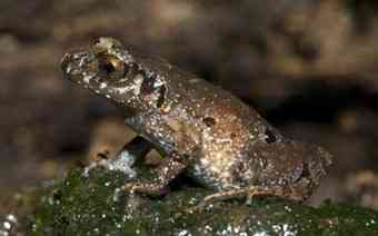 Leptolalax applebyi frog.