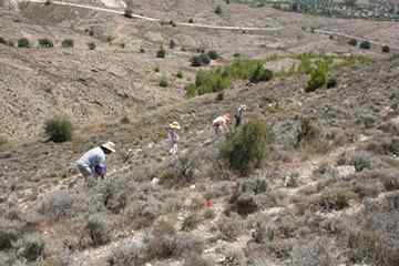 An archaeological survey team looks for early Neolithic material in central Cyprus.