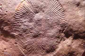 An asteroid may have helped along the evolution of the intruiging Ediacaran fauna (Source: Heather Catchpole/)