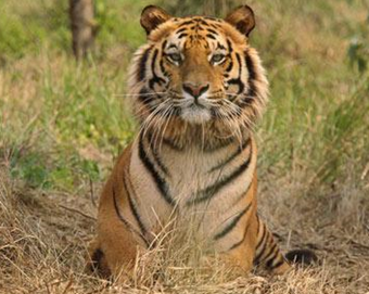 An eight-year-old rescued Royal Bengal Tiger, rests inside South Kahayar Bari tiger rescue centre