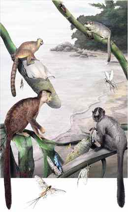 In this artist's conception, Afrotarsius (top left), Karanesia (top right), Biretia (bottom left) and Talahpithecus (bottom right) are feeding along the shoreline forest.