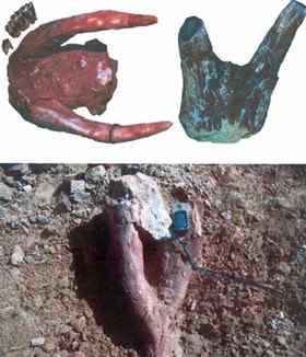 The 14 million years old  fossils of Deinotherium excavated in the district of Chakwal.