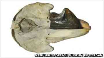 The fossil is one of thousands that must be fitted into a fuller catalogue of marine mammals