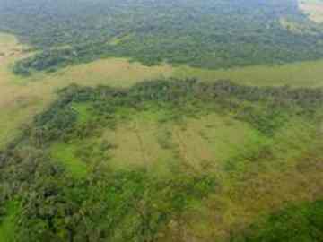 Maya irrigation canals at "Birds of Paradise" site in northwest Belize.