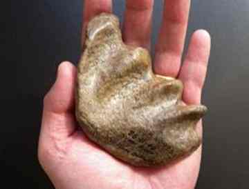 This huge tooth from an ancient lungfish was languishing in a drawer (Image: K Shimada)