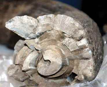 The rings of a mastodon tusk contain a host of information, including the animal's age and gender. [Janet Urquhart/Aspen Times Weekly]