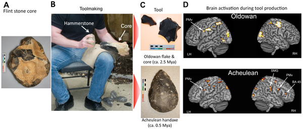 [Lower Palaeolithic toolmaking[6].png]