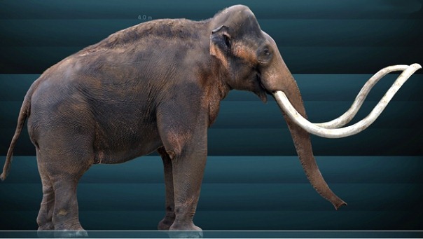 [Mammuthus_columbi_Sergiodlarosa[5].jpg]