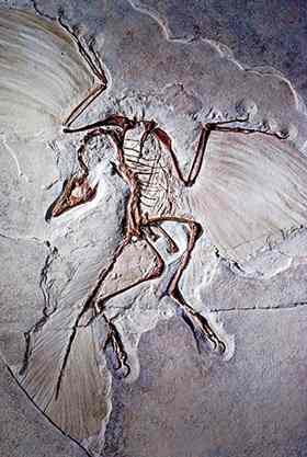 Some paleontologists now say Archaeopteryx may have been a feathered non-avian dinosaur.
