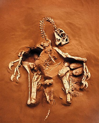 [China-Dinosaurs-Oviraptor-fossil-8[5].jpg]