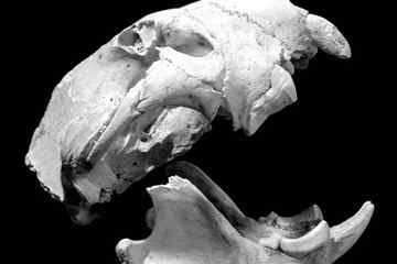 The marsupial lion had a similar skull shape to a placental lion but developed highly specialised teeth(Source: Stephen Wroe/)