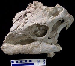 [horsedragona[6].jpg]