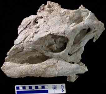 Skull of Hippodraco (Andrew McDonald) 