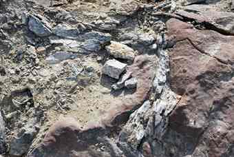 A portion of weathered hadrosaur bone, probably from the skull of the Elk Ridge specimen. Photo by Brian Switek.