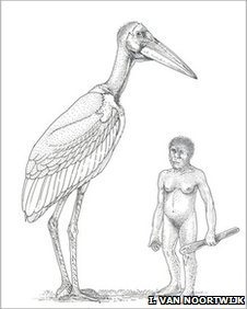 [_50320215_lrobustus[6].jpg]