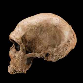 Image: Chip Clark Human Origins Program, Smithsonian Institution