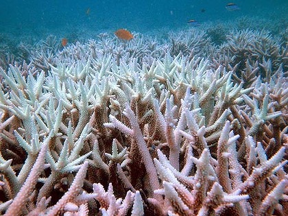 [barrier_reef-420x0[5].jpg]