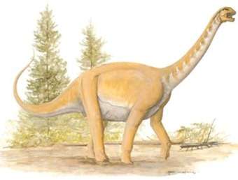 Sauropod Dinosaur.
