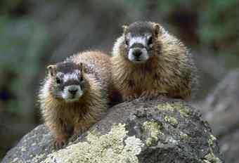 Yellow-bellied marmots.