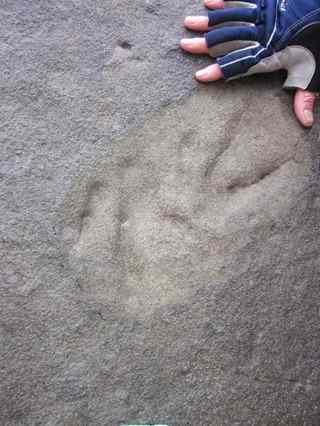 A Jurassic-era therapod track in Chignik Bay. The tracks, discovered in 1975, have been recently dated to be 50 million years earlier than the oldest fossil previously found in Alaska. Courtesy Kevin May, UA Museum of the North
