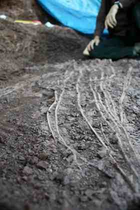 The sail bones of "Wet Willi" the dimetrodon are laid out as they were in life. Credit: Houston Museum of Natural Science.