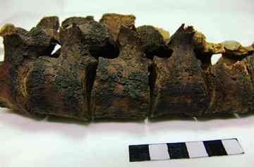 Black soft tissue remnants in the lumbar spine region of a partially mummified female found in Northern Greece and dating to A.D. 300. Credit: C. Papageorgopoulou