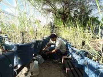 Assistant research professor Sujith Ravi checks on experimental communities of native and invasive grasses. Photo: D. Stolte