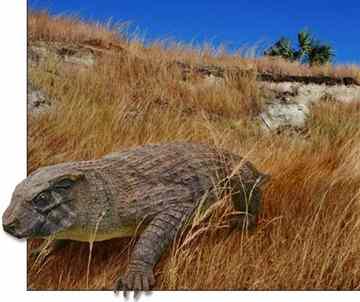 A reconstruction of the armadillo-like crocodile, Simosuchus clarki.