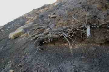 An outcropping of mummified tree remains on Ellesmere Island in Canada. A melting glacier revealed the trees, which were buried by a landslide 2 to 8 million years ago, when the Arctic was cooling. The remains could offer clues to how today's Arctic will respond to global warming. - Photo by Joel Barker, courtesy of Ohio State University.