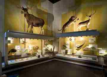 An exhibit on how nature works is a popular stop for school children touring the Virginia Natural History Museum in Martinsville. 