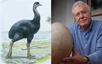 An elephant bird and Sir David Attenborough with the elephant bird egg  Photo: De Agostini Picture Library /BBC