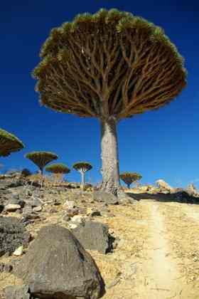 Socotra Island, Yemen.