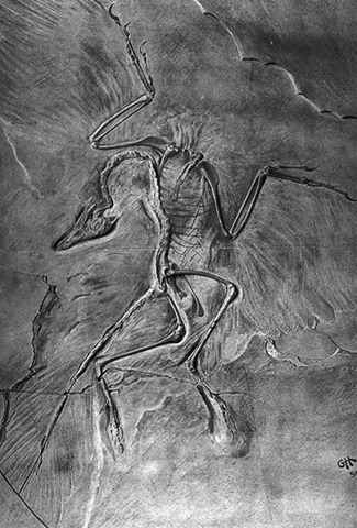[archaeopteryxfossil5.jpg]